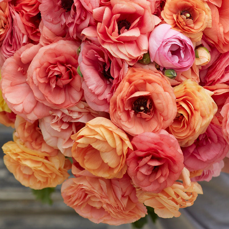 Vibrant single salmon ranunculus salmon flower with many layered petals outdoors