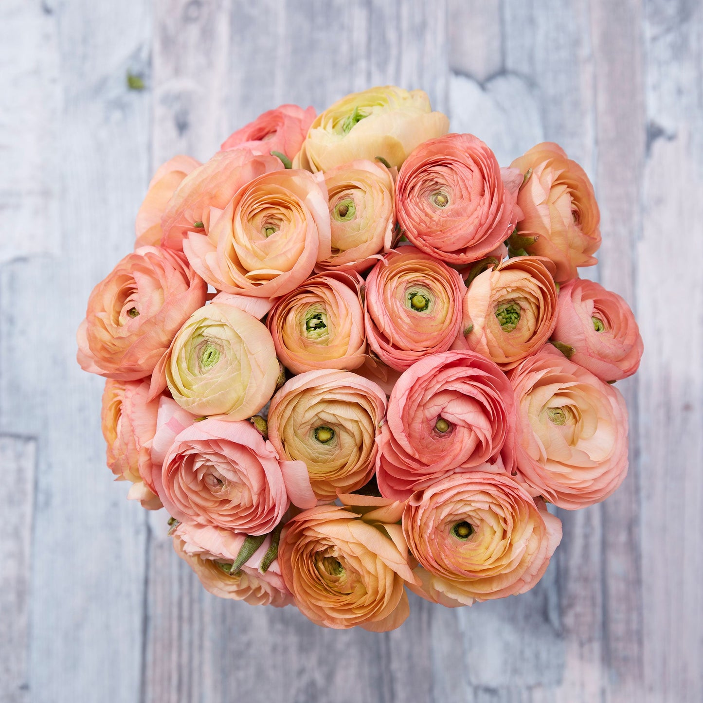 Blooming salmon ranunculus salmon flowers with delicate petals on a warm backdrop
