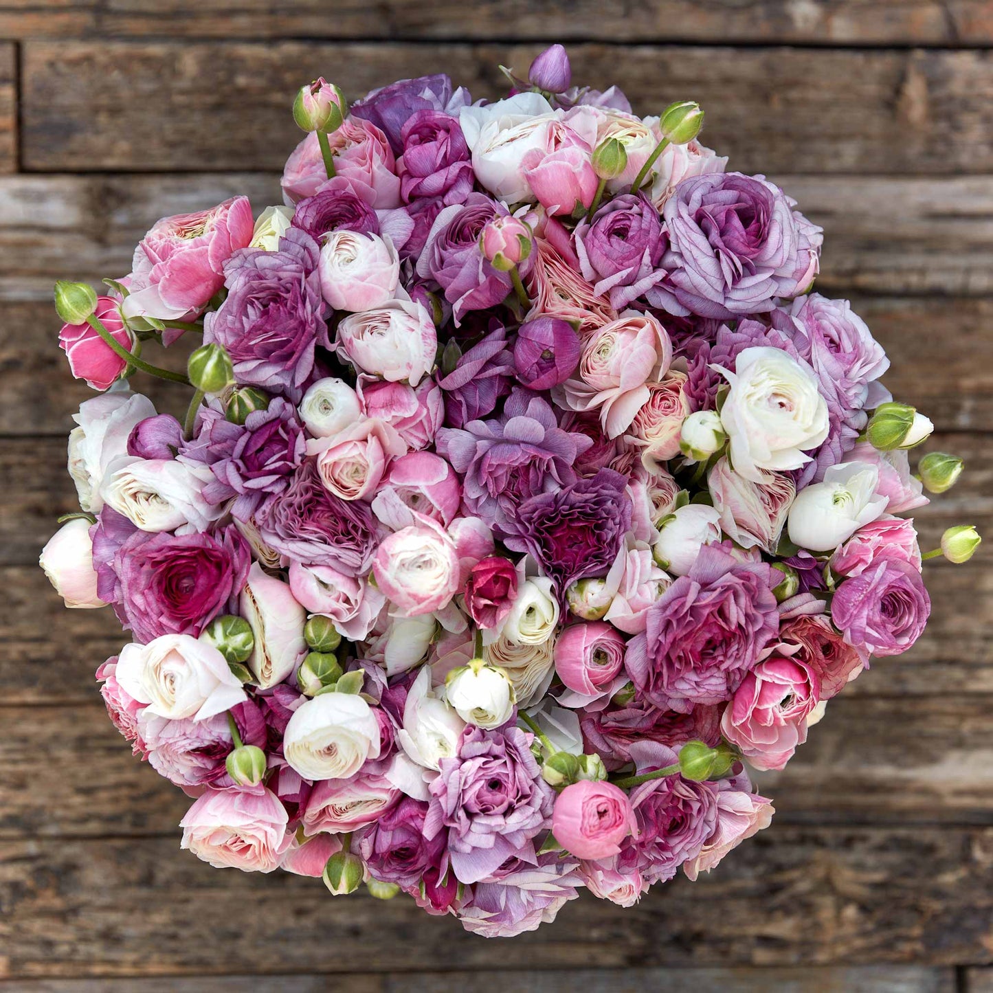 Secret garden mix ranunculus in pink purple and white on a warm natural backdrop