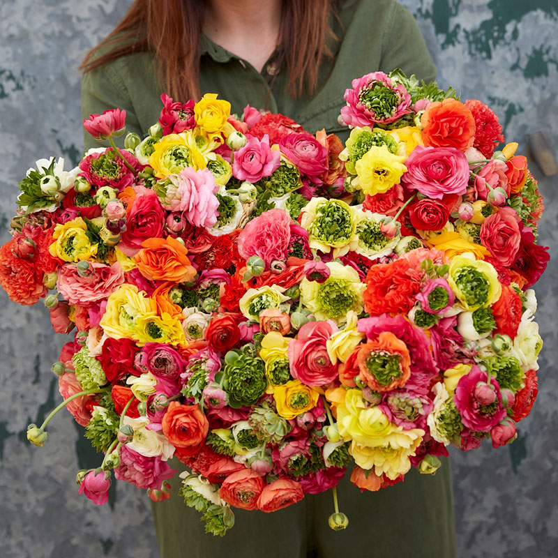 Vivid green ranunculus super green mix with colorful mixed blooms outdoors