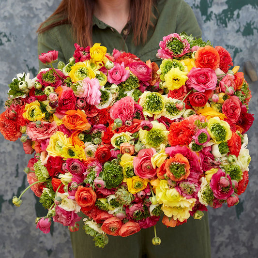 Vivid green ranunculus super green mix with colorful mixed blooms outdoors