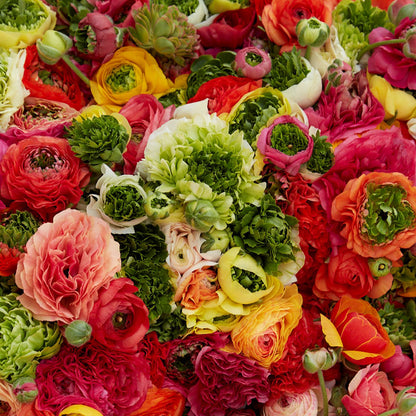 Cluster of green and colorful ranunculus super green mix on a natural backdrop