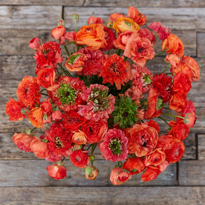 Vivid red orange ranunculus super green orange close-up outdoors