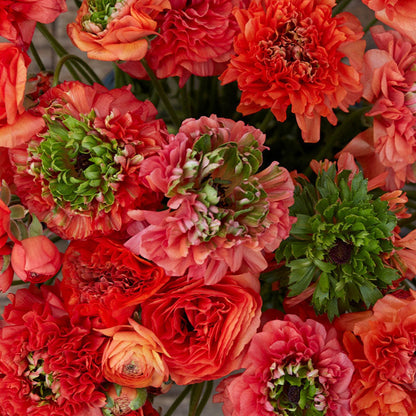 Vibrant red ranunculus super green orange with tightly packed petals on a dark backdrop