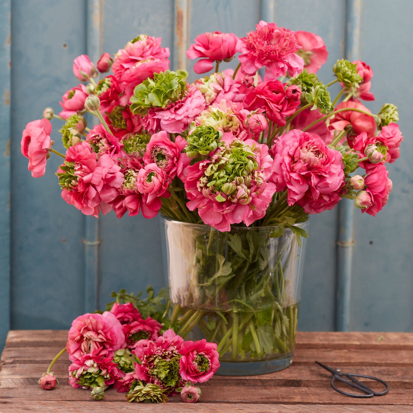 Pink ranunculus super green rose bouquet in a glass vase on a teal wall backdrop