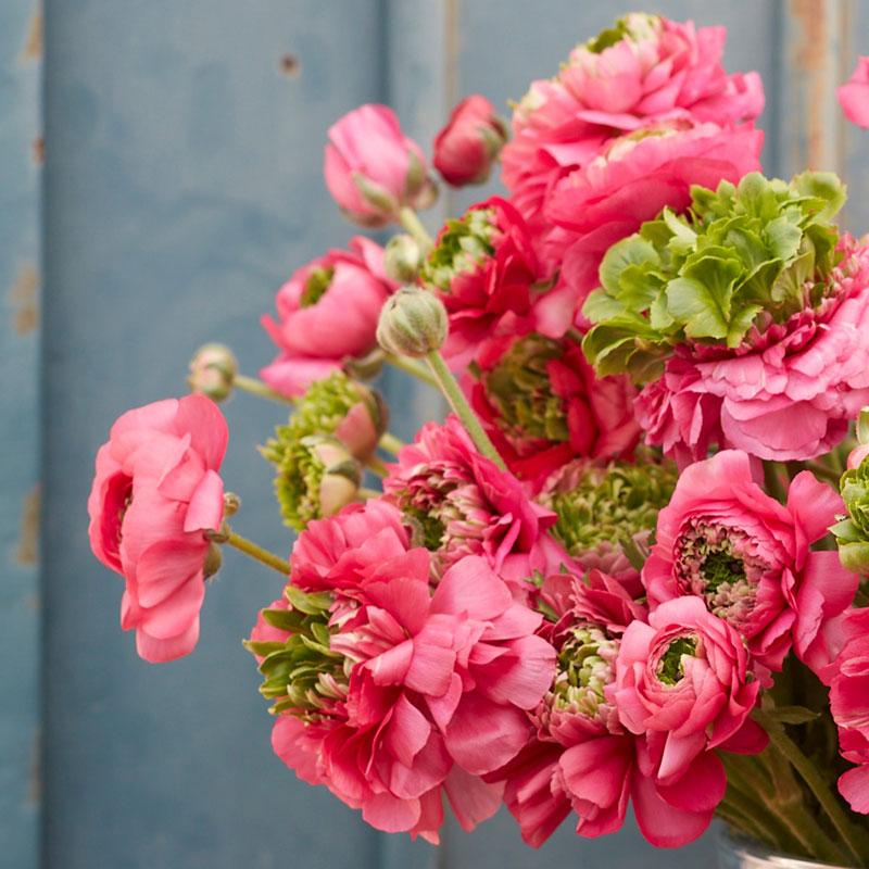 Bright pink ranunculus super green rose blooms on a natural garden backdrop