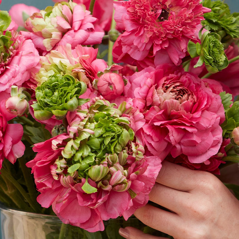 Pink ranunculus super green rose with green centers held by a person outdoors