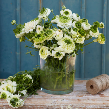 Three ranunculus corms on a neutral outdoor surface