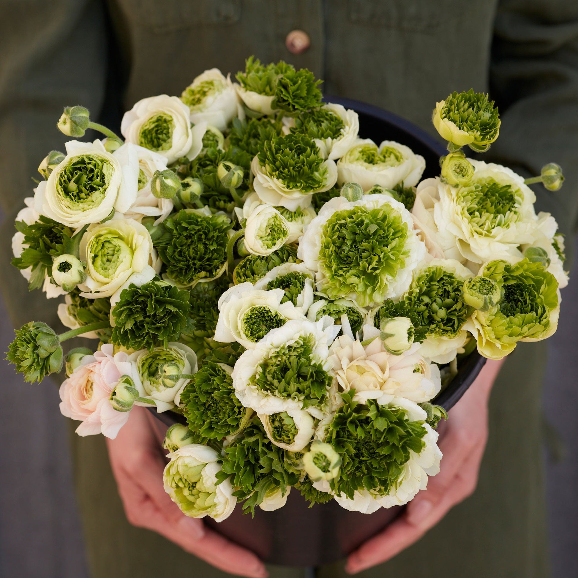 White ranunculus super green white in a glass vase on a teal wall backdrop