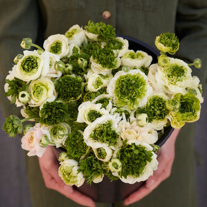 White ranunculus super green white in a glass vase on a teal wall backdrop