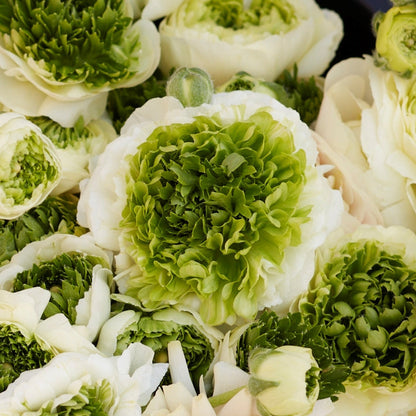 Super green white ranunculus corms on a neutral natural surface