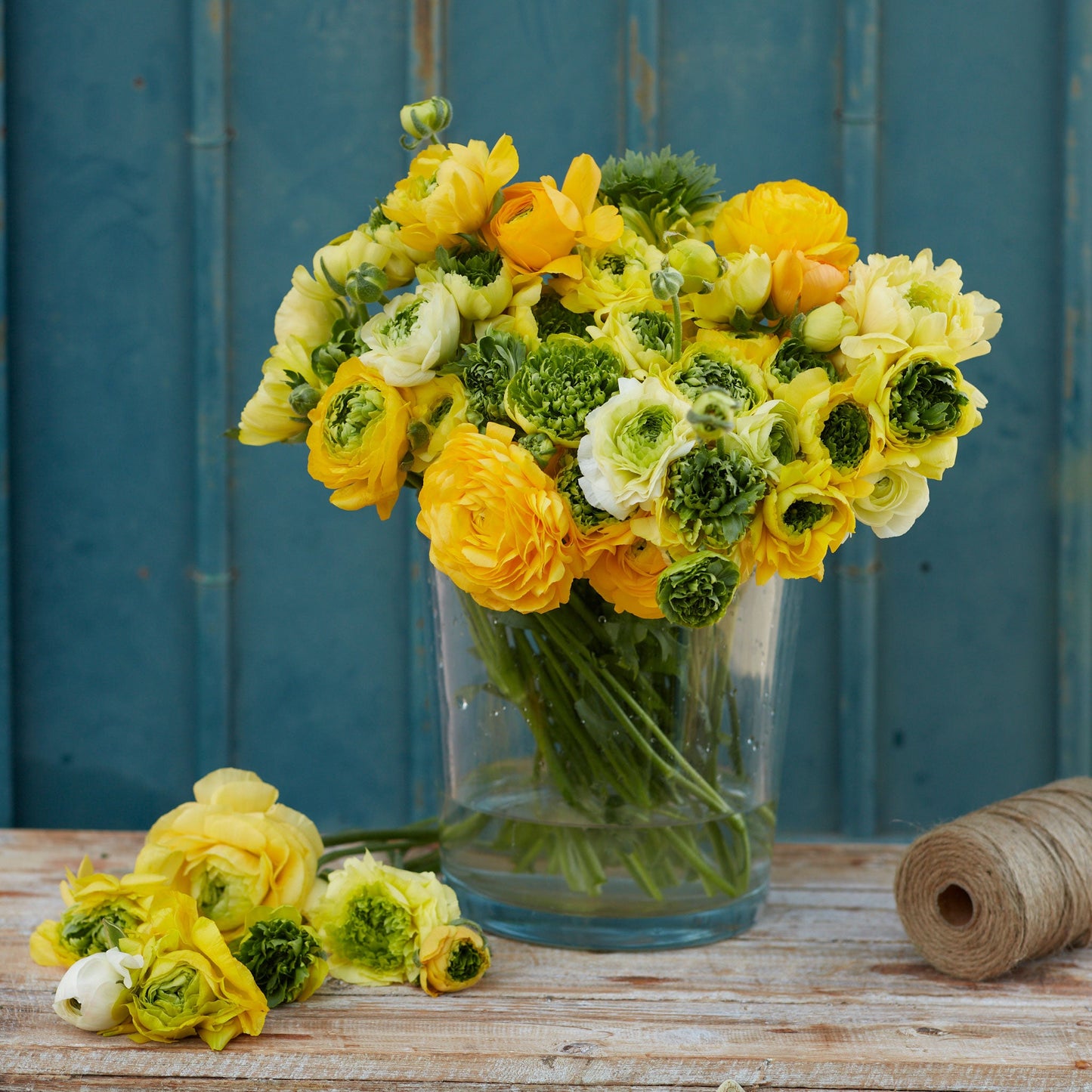 Yellow ranunculus super green yellow in a glass vase on a teal wall backdrop