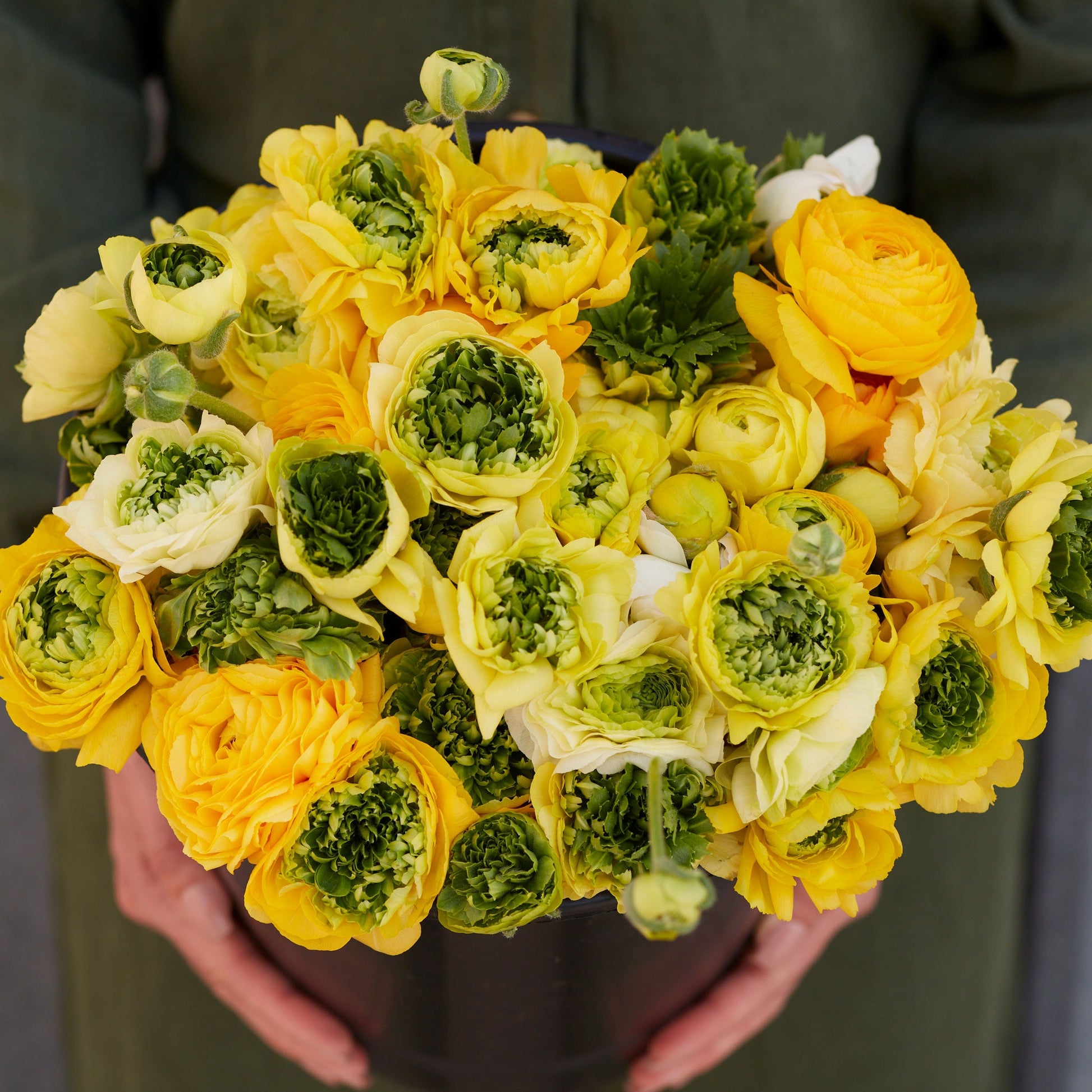 Vibrant yellow-green ranunculus super green yellow close-up on a natural backdrop
