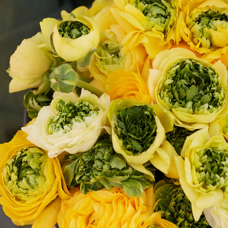 Super green yellow ranunculus with open petals and deep green centers outdoors