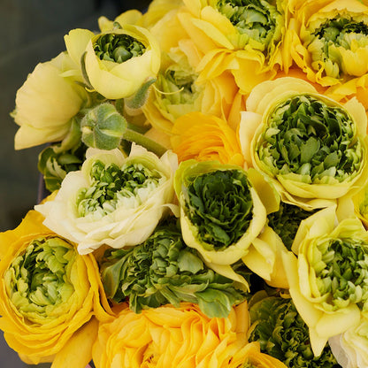 Super green yellow ranunculus with open petals and deep green centers outdoors