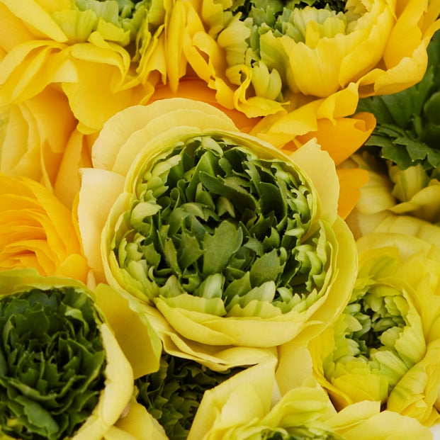 Fully open yellow ranunculus super green yellow blooms on a natural backdrop