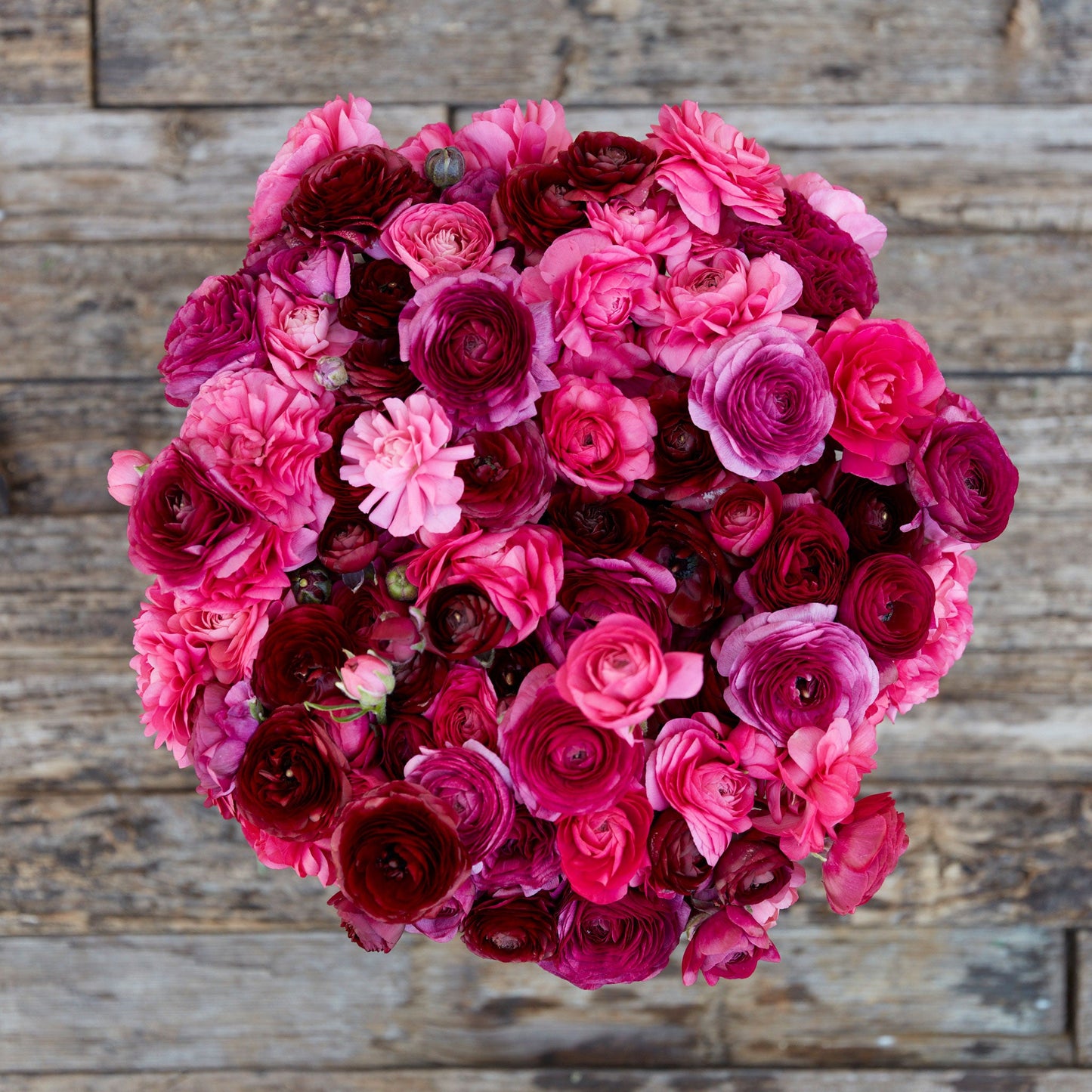 Deep pink ranunculus vineyard mix bouquet held by a person in a soft outdoor setting