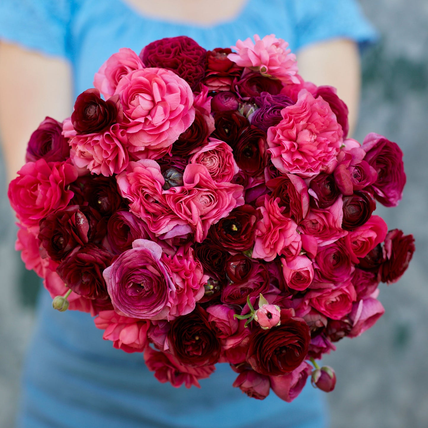 Vibrant pink ranunculus vineyard mix held by a person in a blue top outdoors