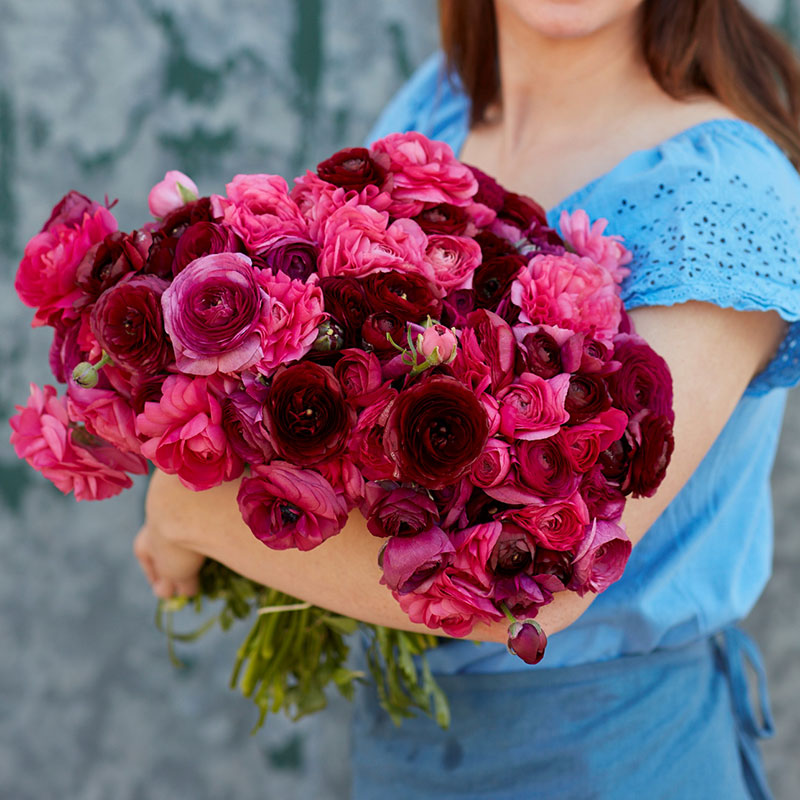 Vibrant pink ranunculus vineyard mix growing in a lush field on a green backdrop