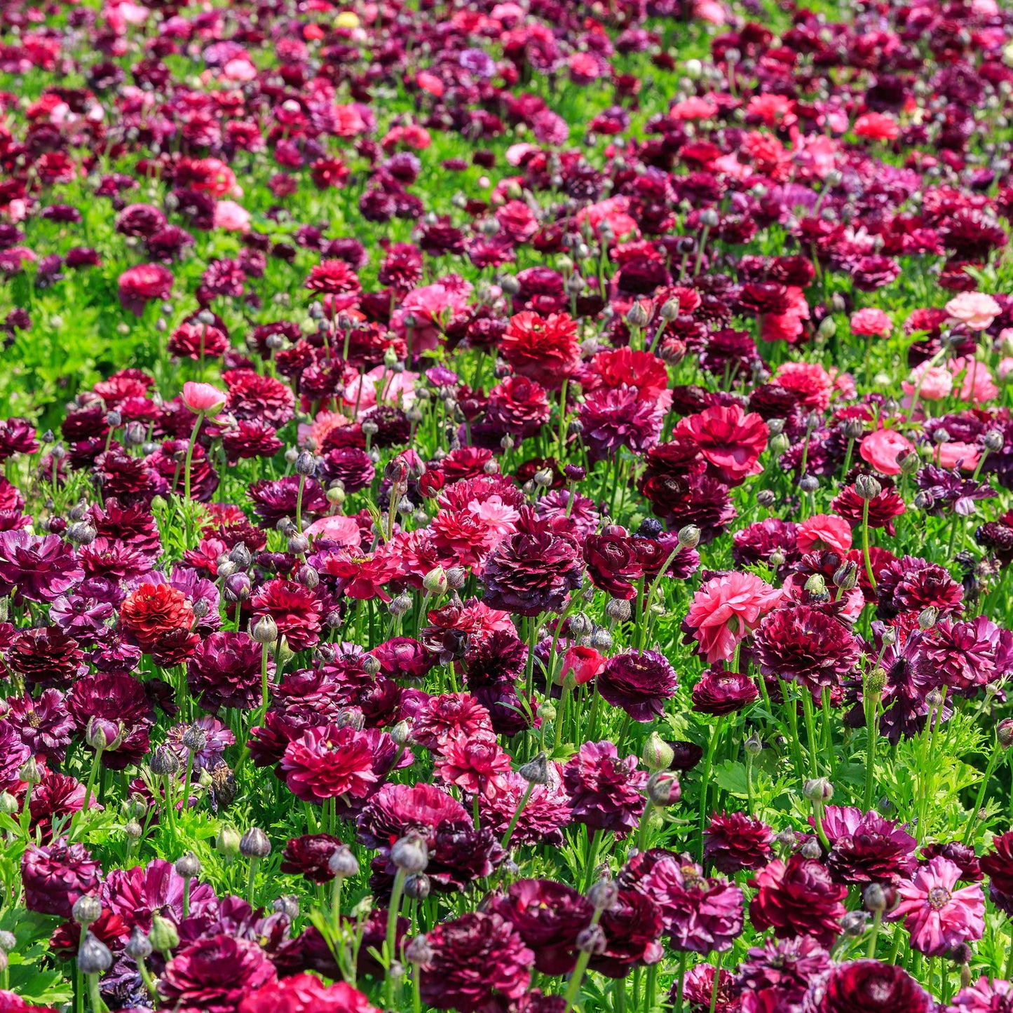 Close-up of vibrant pink ranunculus vineyard mix on a natural garden backdrop