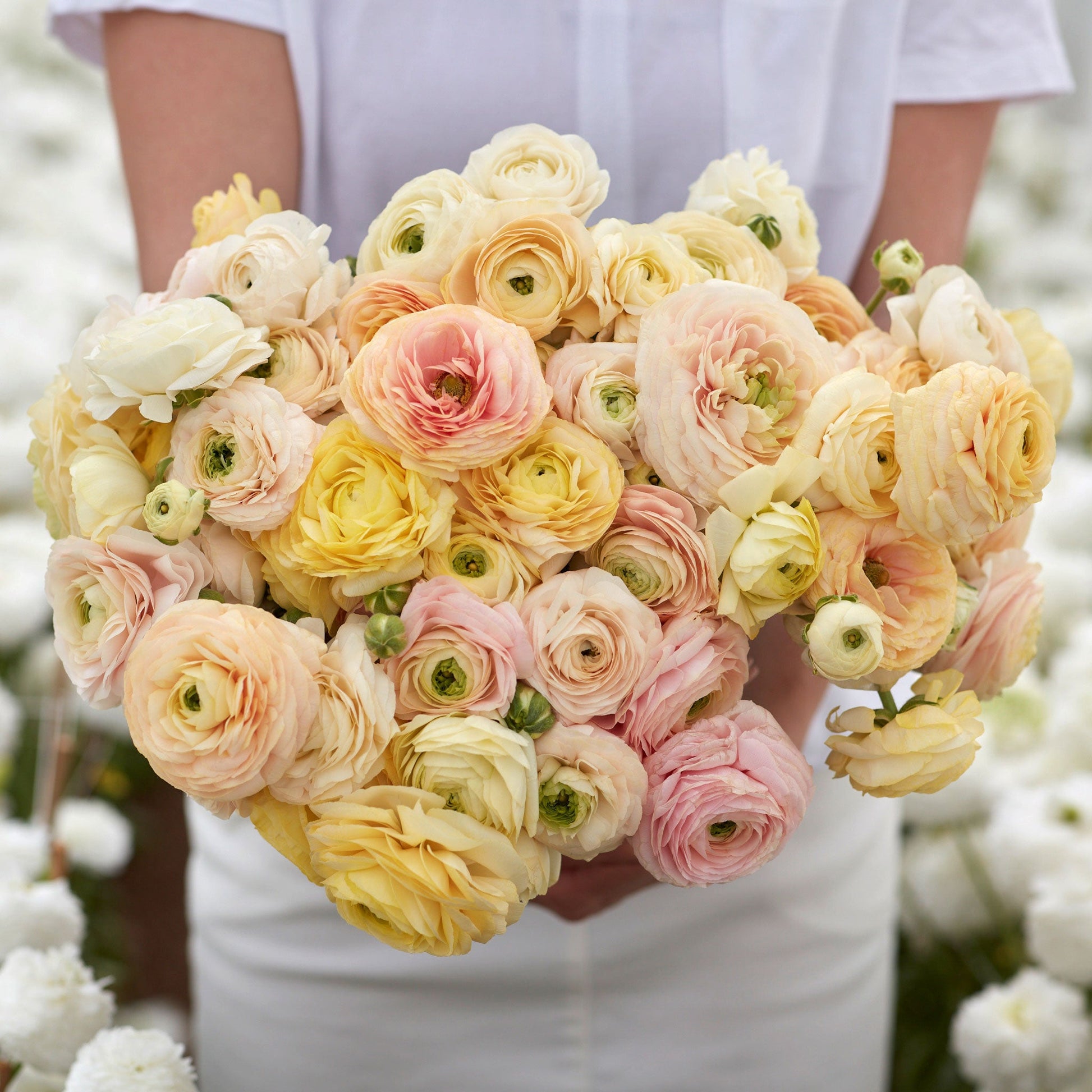 Soft peach and cream ranunculus wedding pastel bouquet on a soft indoor backdrop
