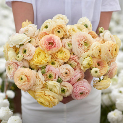 Soft peach and cream ranunculus wedding pastel bouquet on a soft indoor backdrop