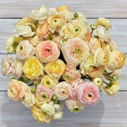 Pale yellow ranunculus wedding pastel blooms in close-up on a soft backdrop