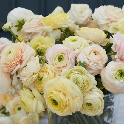 Cream and pale yellow ranunculus wedding pastel flowers on a soft backdrop