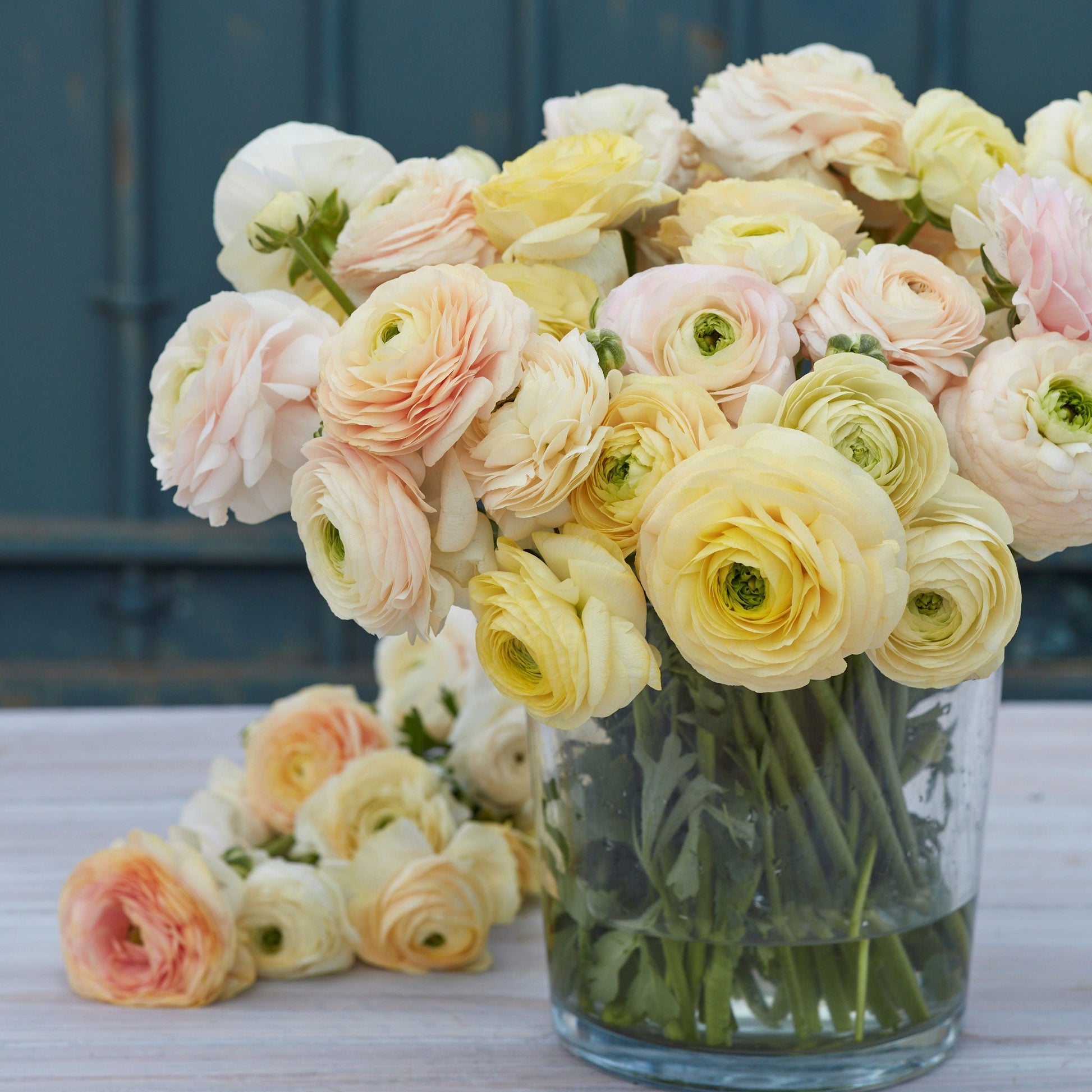 Peach and cream ranunculus wedding pastel in a glass vase on a natural backdrop