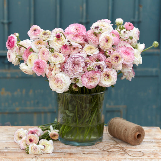 White and pink ranunculus white picotee bouquet in a glass vase indoors