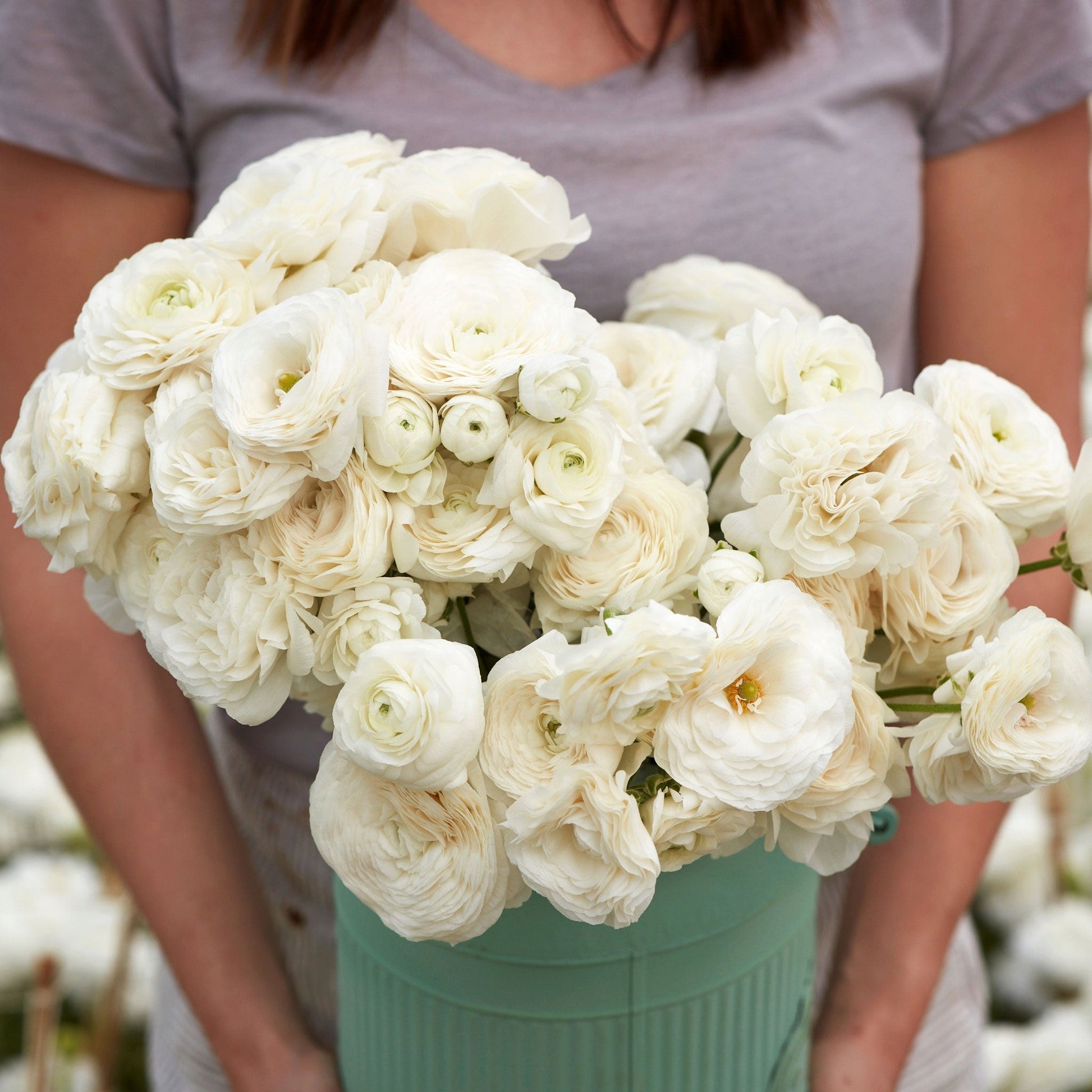 White ranunculus white bouquet with layered petals held by a person outdoors