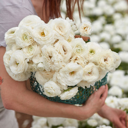 Several white ranunculus white blooms with tightly packed petals held outdoors
