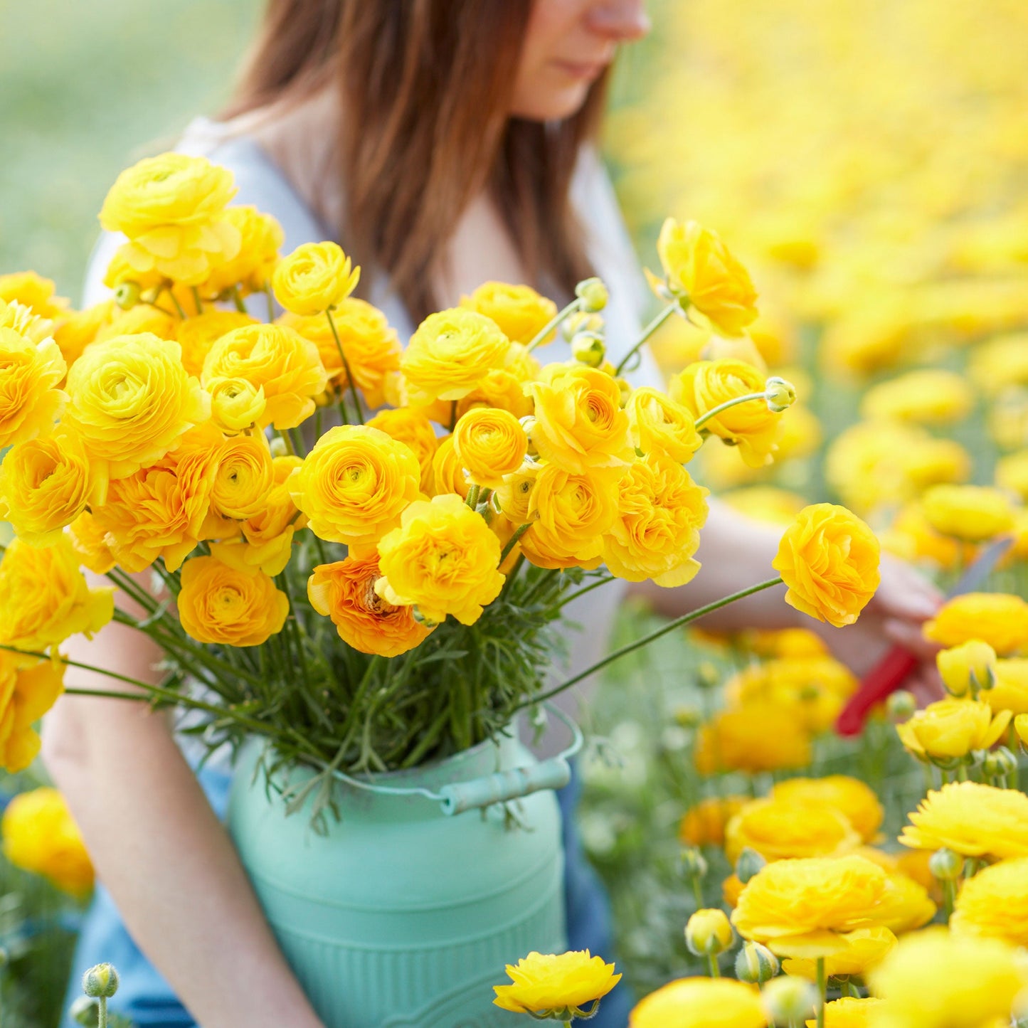 Vibrant yellow ranunculus yellow blooms in a sunny field on a yellow backdrop