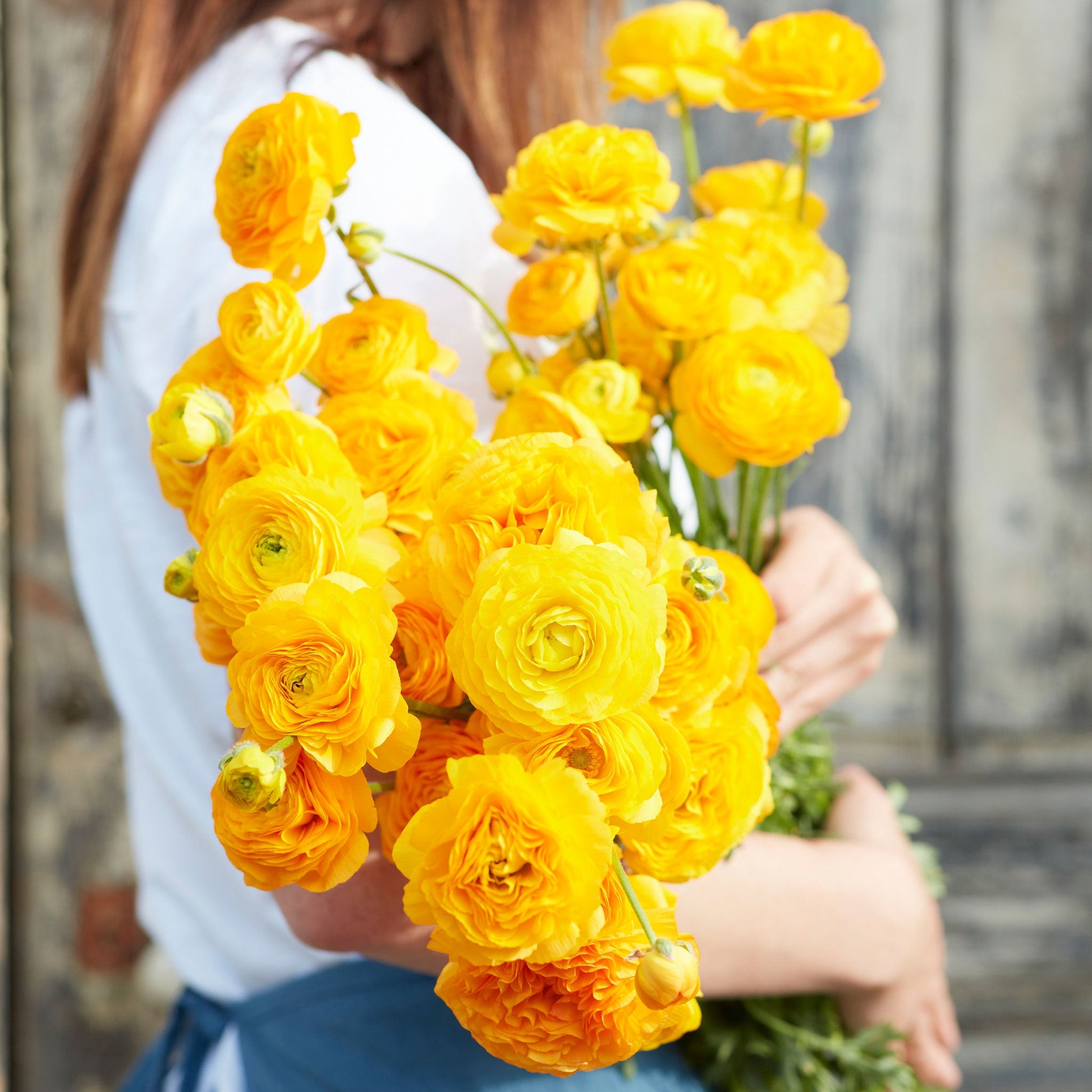 Yellow ranunculus yellow bouquet held by a person on a soft outdoor backdrop