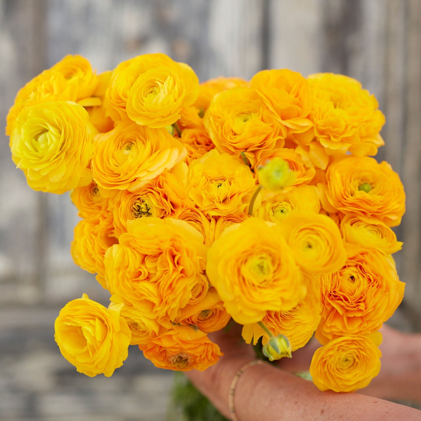 Close-up of vibrant yellow ranunculus yellow flowers with layered petals outdoors