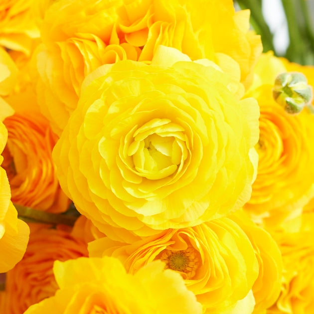 Single vibrant yellow ranunculus yellow flower in close-up on a natural backdrop