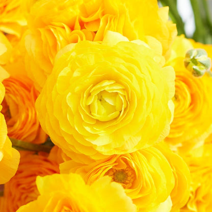 Single vibrant yellow ranunculus yellow flower in close-up on a natural backdrop