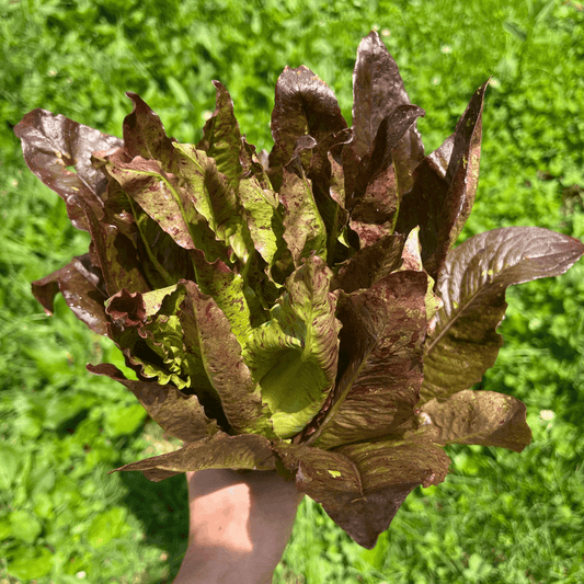 Really Red Deer Tongue Lettuce – vegetable seed variety