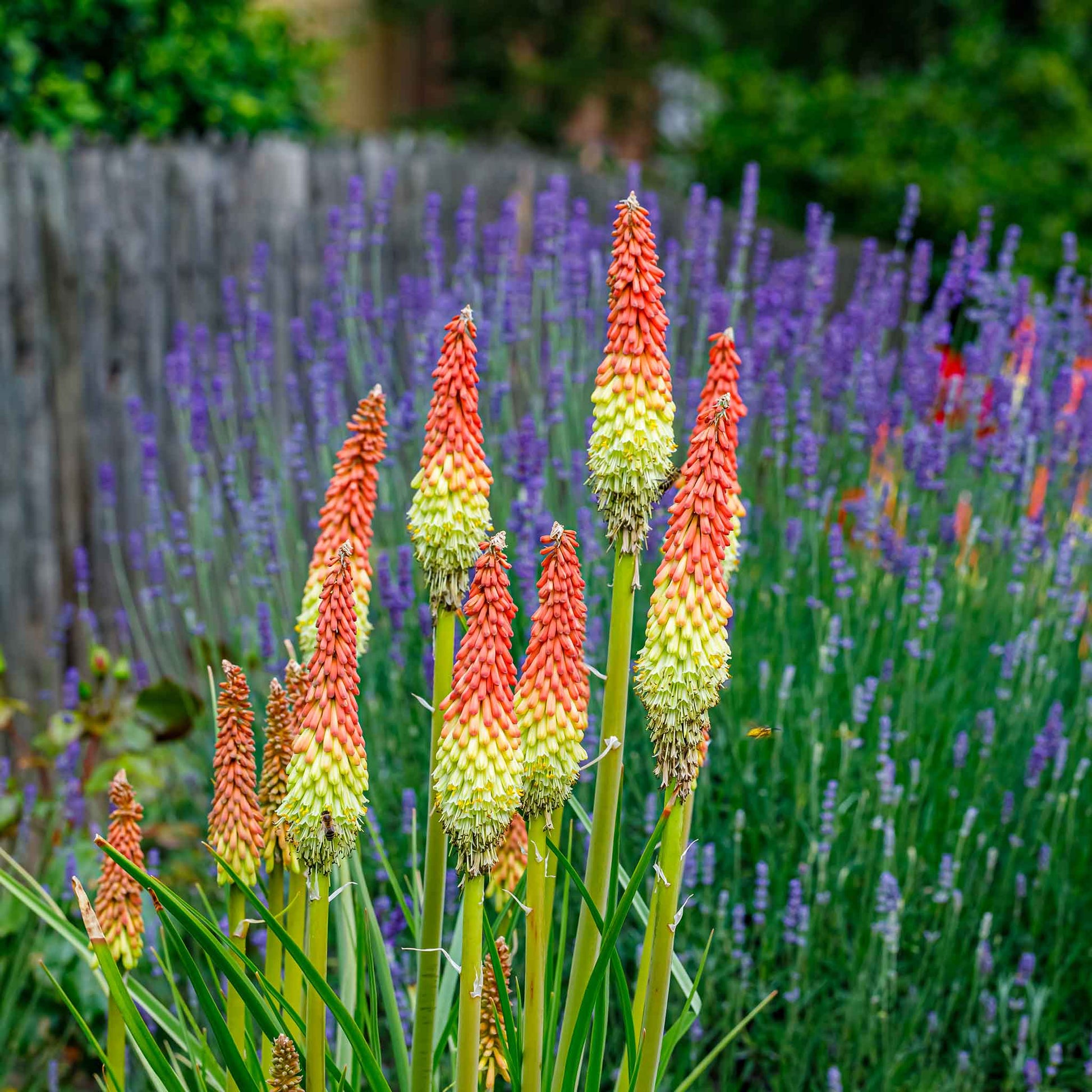 Red hot poker alcazar with orange-red and yellow torch-like spikes among purple flowers in a garden.