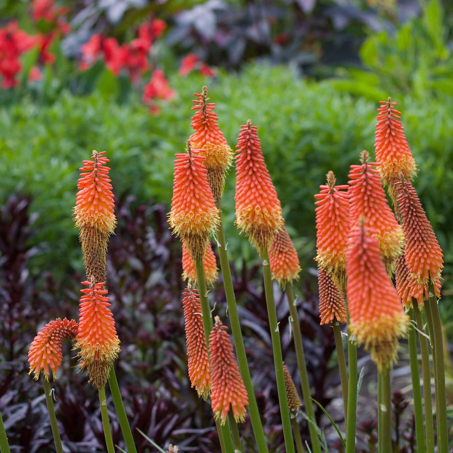 Red hot poker alcazar with spiky orange blooms standing tall against a blurred green background.