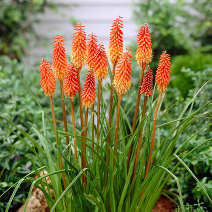 Red hot poker alcazar with orange-red and yellow spikes against a blurred green background.