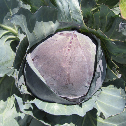 Red Express Cabbage Seedlings
