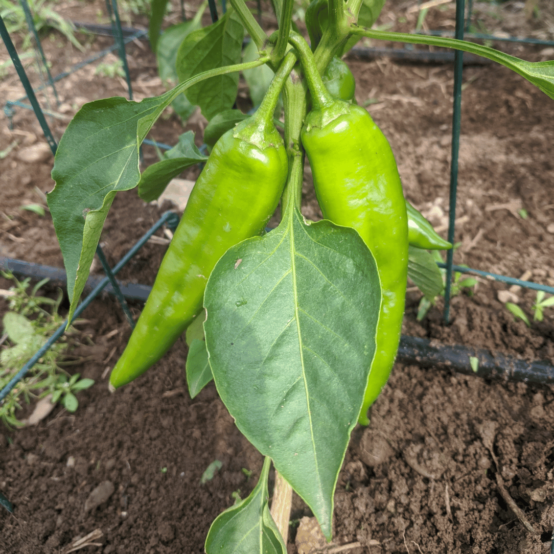 NuMex Joe E Parker Hatch Pepper Seedlings