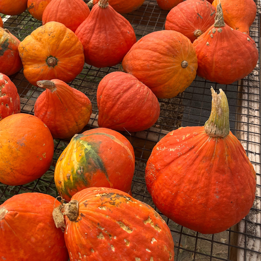Red Kuri Squash – vegetable seed variety