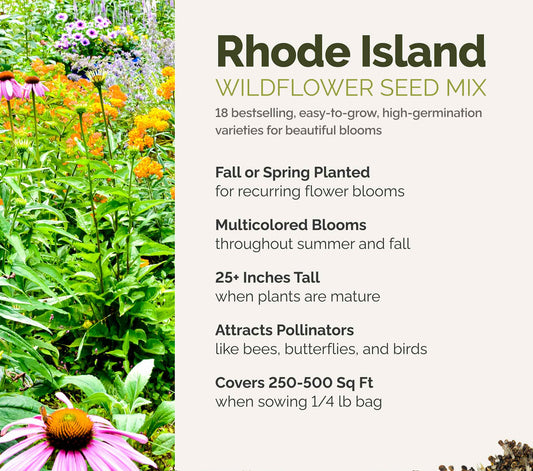 A visual overview of the wildflower seed mix, showcasing expected floral blooms.