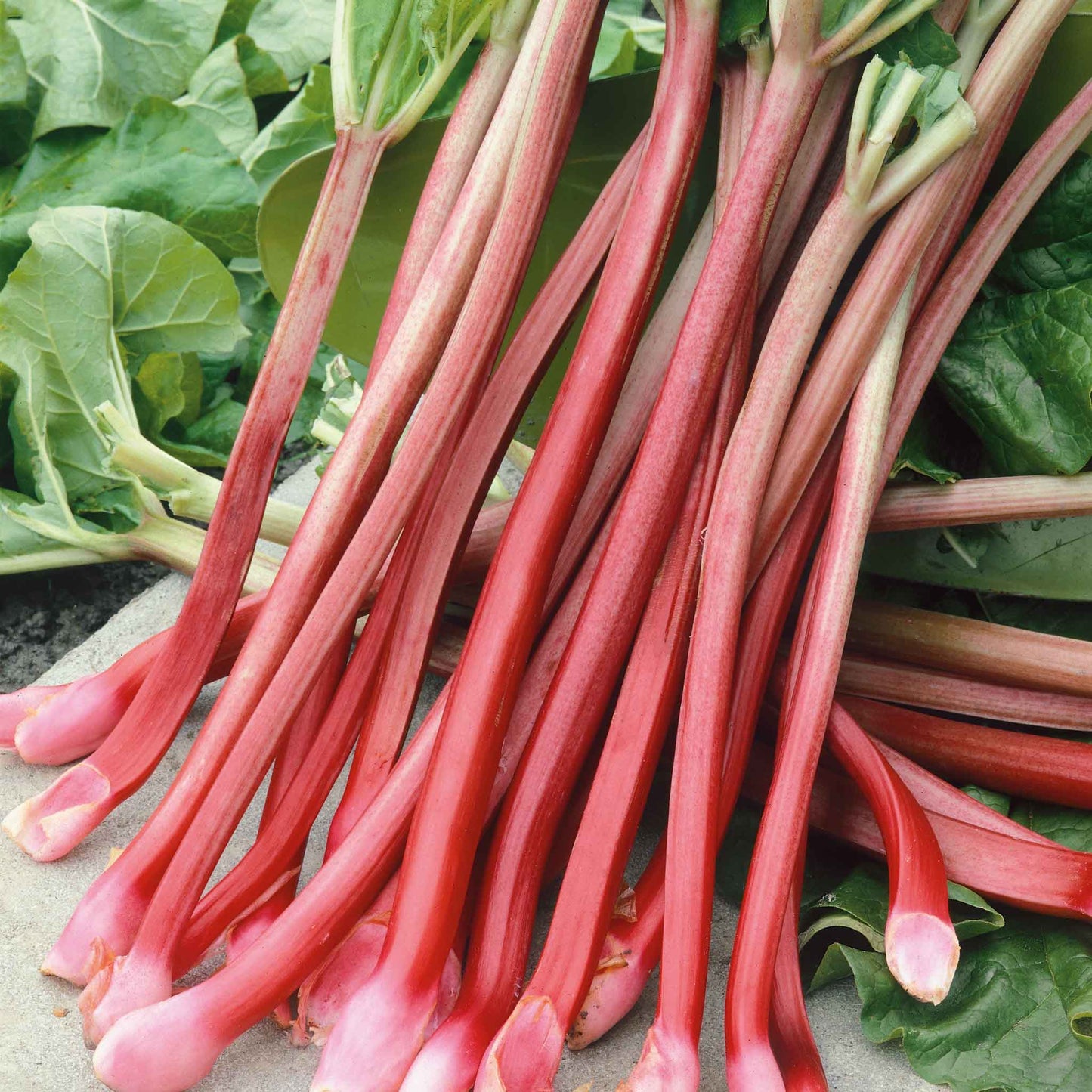 Vibrant Victoria rhubarb stalk with broad green leaves, set against a blurred background.