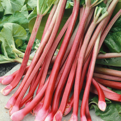 Vibrant Victoria rhubarb stalk with broad green leaves, set against a blurred background.