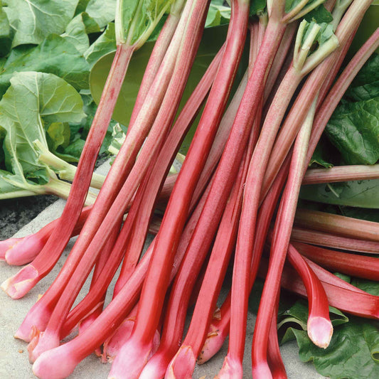 Vibrant Victoria rhubarb stalk with broad green leaves, set against a blurred background.