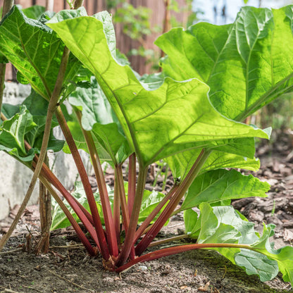 Victoria rhubarb stalks with vibrant red stems and green leaves against a light background.