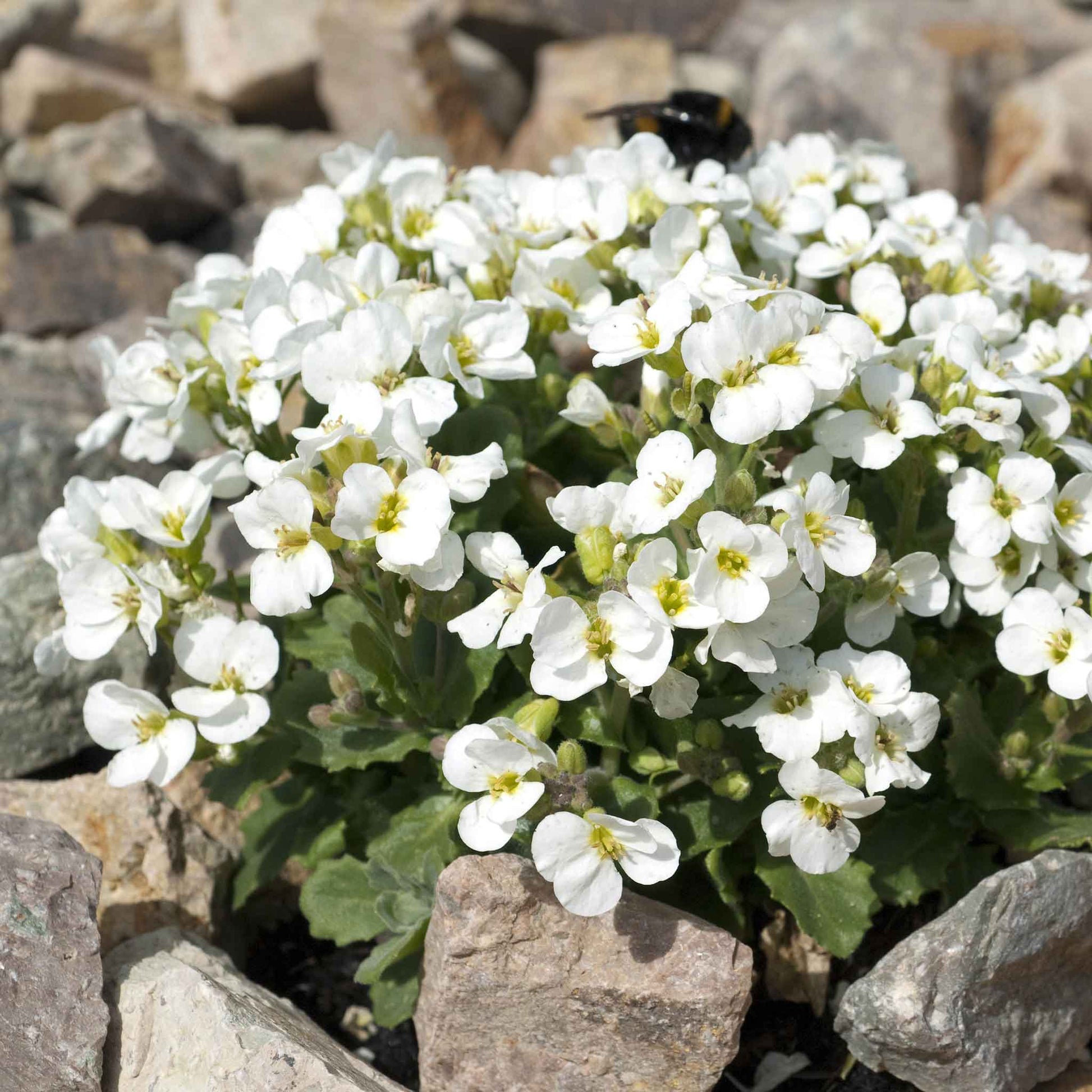 Close-up of small, four-petaled white snow peak rock cress flowers with yellow centers and green leaves.